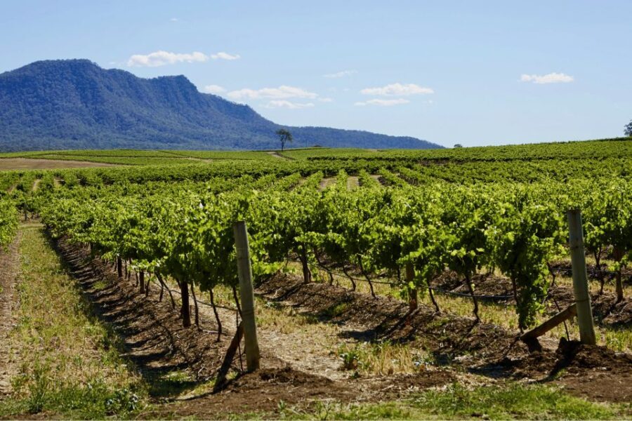 Sydney: Hunter Valley Wineries Day Trip with Food Tastings - Final Thoughts