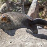 Sydney Kayak Seal Encounter Adventure with Gourmet Food - What Makes This Tour Stand Out?