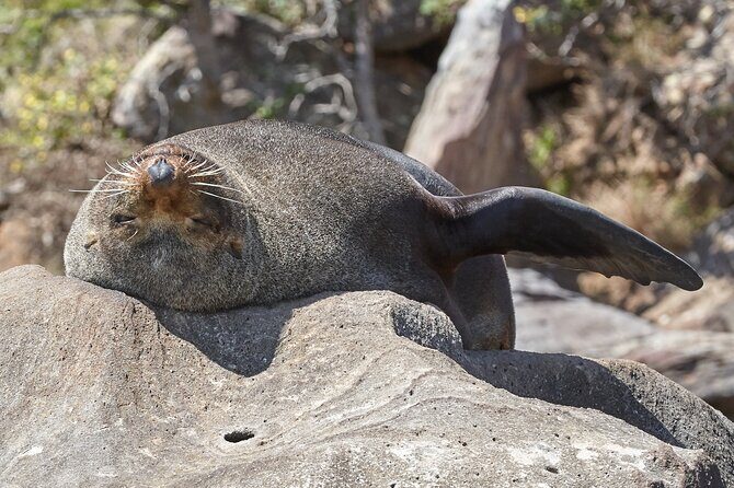 Sydney Kayak Seal Encounter Adventure with Gourmet Food - What Makes This Tour Stand Out?