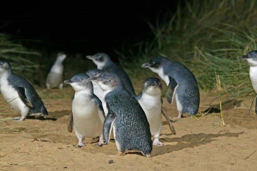 Sydney: Opera House & Featherdale Wildlife Park Tour - Is This Tour Worth It? Analyzing the Value