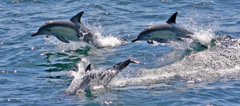 Sydney: Port Stephens Dolphin Cruise & Sandboarding Day Trip - What Makes This Tour Stand Out