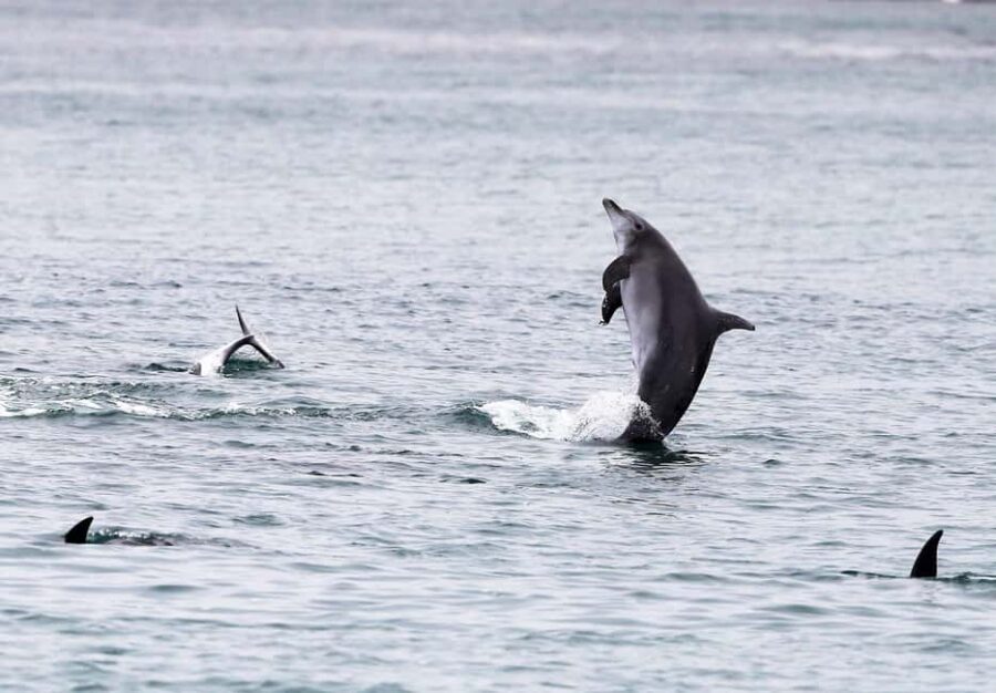 Sydney: Port Stephens Private Day Tour - Why Choose This Tour?