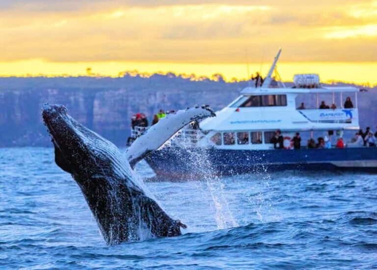 Sydney: Scenic Whale Watching Cruise - Whales Guaranteed - The Itinerary: What to Expect