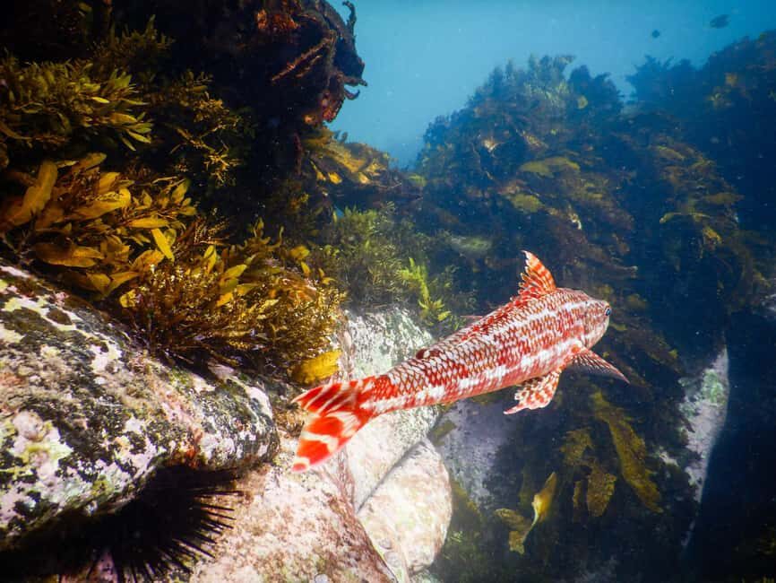 Sydney: Snorkeling Tour for Kids with Private Guide - Practical Details and Value