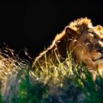 Sydney Taronga Zoo General Entry Ticket - Practical Tips and Insights