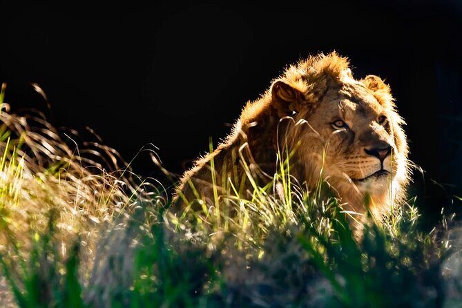 Sydney Taronga Zoo General Entry Ticket - Practical Tips and Insights