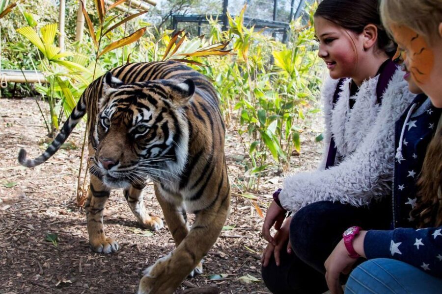 Sydney: Taronga Zoo Ticket with Return Ferry - A Deep Dive into the Sydney Taronga Zoo Experience