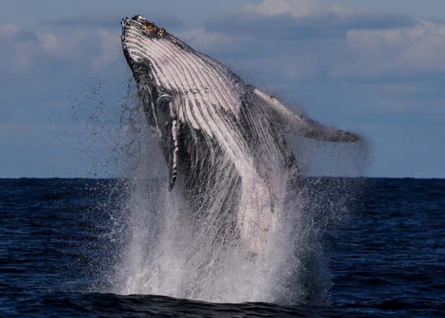 Sydney: Whale Watching Adventure Cruise - Whales Guaranteed! - Analyzing the Value