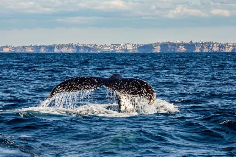 Sydney: Whale Watching Adventure Cruise - Why This Tour Is Worth Your Time