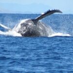 Sydney Whale Watching and Sightseeing Sailing Private Tour - FAQ