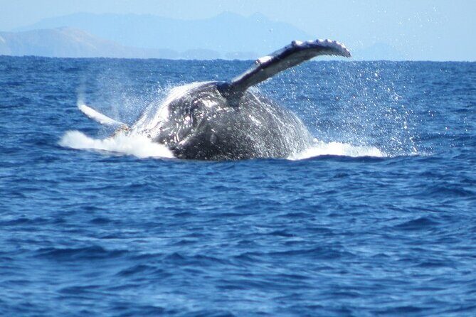 Sydney Whale Watching and Sightseeing Sailing Private Tour - FAQ