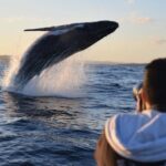 Sydney Whale-Watching by Speed Boat - What’s Included and What You Should Know