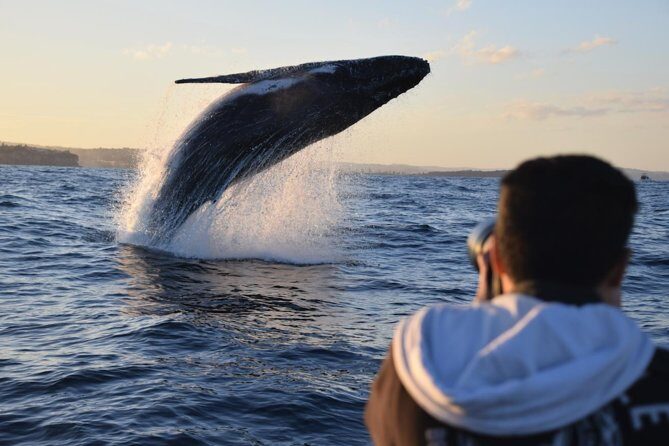 Sydney Whale-Watching by Speed Boat - What’s Included and What You Should Know