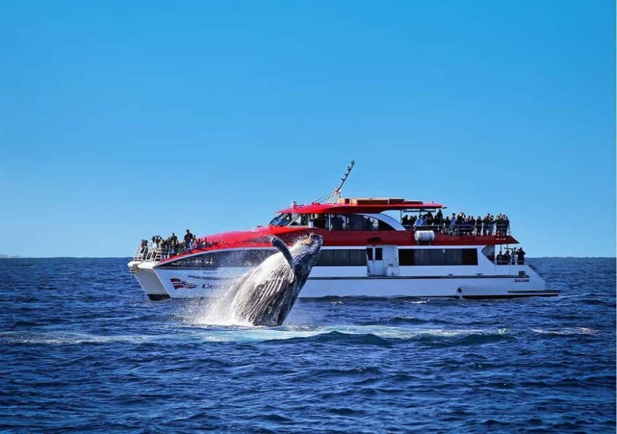 Sydney: Whale Watching Cruise and Taronga Zoo Package - The Experience in Detail