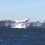 Sydney Whale Watching Cruise from Circular Quay - Who Should Consider This Tour?