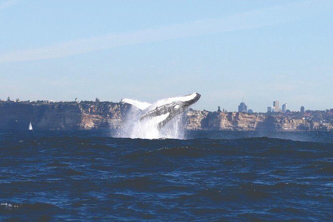 Sydney Whale Watching Cruise from Circular Quay - Who Should Consider This Tour?
