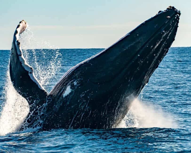 Sydney; Whale Watching - Who Would Love This Tour?