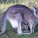 Sydney Wild Kangaroos and a Cruise: A Private Wildlife Adventure - Final Thoughts