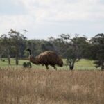 Sydney Wildlife Safari - Who Should Consider This Tour?