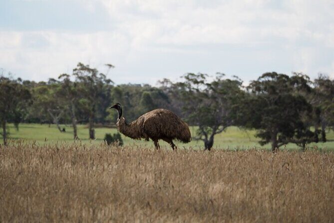 Sydney Wildlife Safari - Who Should Consider This Tour?