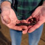 Sylt: Guided Mudflat Hike on the Island - The Unique Experience of Tidal Landscapes