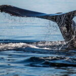 Tadoussac/Charlevoix: 3-Hour Whale Watching Boat Tour - The Itinerary: What to Expect