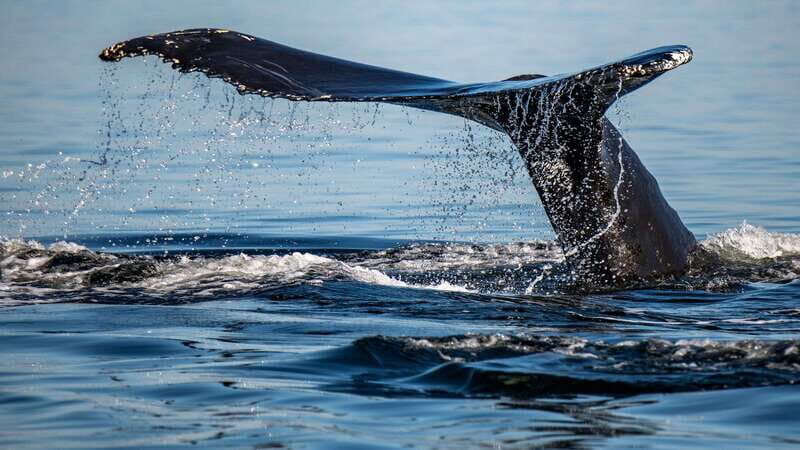 Tadoussac/Charlevoix: 3-Hour Whale Watching Boat Tour - The Itinerary: What to Expect