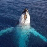 Tadoussac/Charlevoix: VIP Lounge OR UpperDeck Whale Watching - Who Should Consider This Tour?