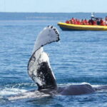 Tadoussac/Charlevoix: Whale Watching Tour & Bear Observation - Analyzing the Value and Overall Experience