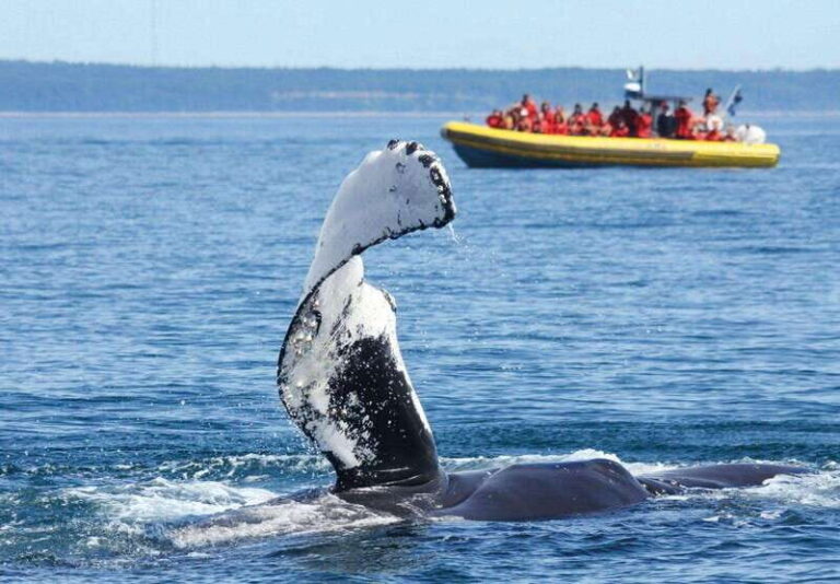 Tadoussac/Charlevoix: Whale Watching Tour & Bear Observation - Analyzing the Value and Overall Experience