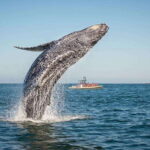Tadoussac/Charlevoix: Whale Watching Zodiac Tour - The Reviews Speak Volumes