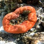 Tahaa Excursion in Electric Paddle Snorkeling Coral Garden - Potential Drawbacks and Things to Consider