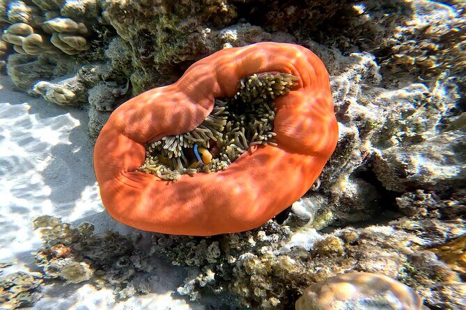 Tahaa Excursion in Electric Paddle Snorkeling Coral Garden - Potential Drawbacks and Things to Consider