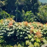 Tahiti Half Day Coastal Private Tour - Frequently Asked Questions (FAQs)