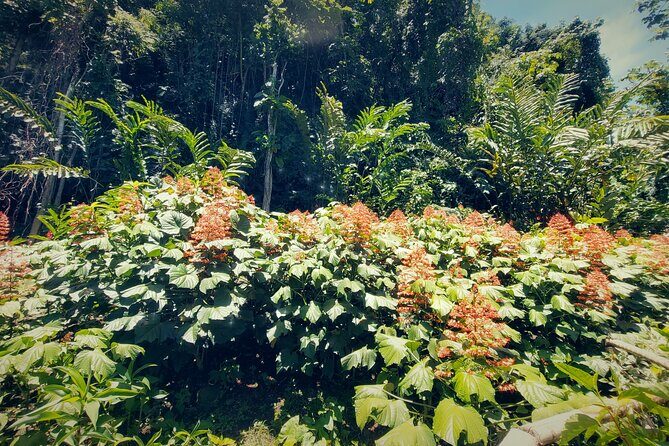 Tahiti Half Day Coastal Private Tour - Frequently Asked Questions (FAQs)