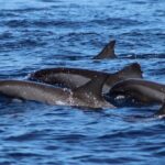 Tahiti, land of whales: a unique experience! - What We Think and Who Will Love This