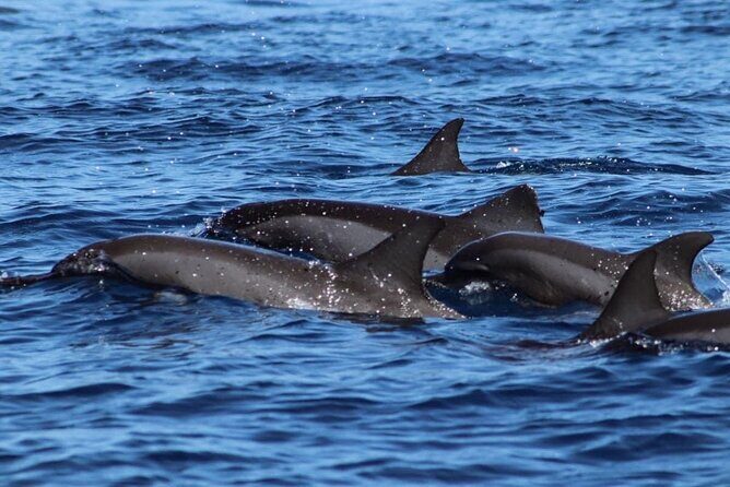 Tahiti, land of whales: a unique experience! - What We Think and Who Will Love This