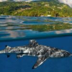 Tailor-made ocean discovery and snorkeling in Tahiti - Practical Considerations