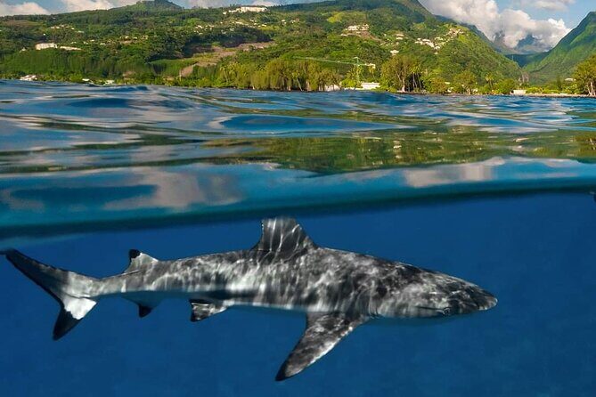 Tailor-made ocean discovery and snorkeling in Tahiti - Practical Considerations
