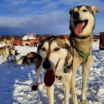 Talkeetna: Alaskan Winter Dog Sledding Experience - Who Should Consider This Tour?