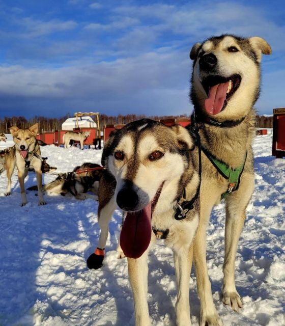 Talkeetna: Alaskan Winter Dog Sledding Experience - Who Should Consider This Tour?