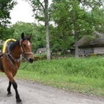 Tallinn: 3-Hour Ethnographic Museum of Estonia - Why This Tour Works