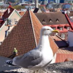 Tallinn: Lower and Upper Town (Guided Walking Tour) - The Sum Up