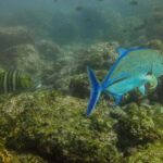 Tamarindo: Guided Snorkeling Tour with Marine Life Spotting - What’s Included and Booking Details