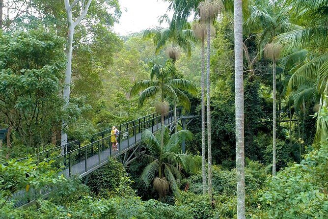 Tamborine Rainforest Skywalk + Hop on Hop off Bus - Practical Details and Logistics