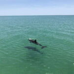 Tampa Bay: Dolphin Shelling Snorkeling Cruise - Final Thoughts
