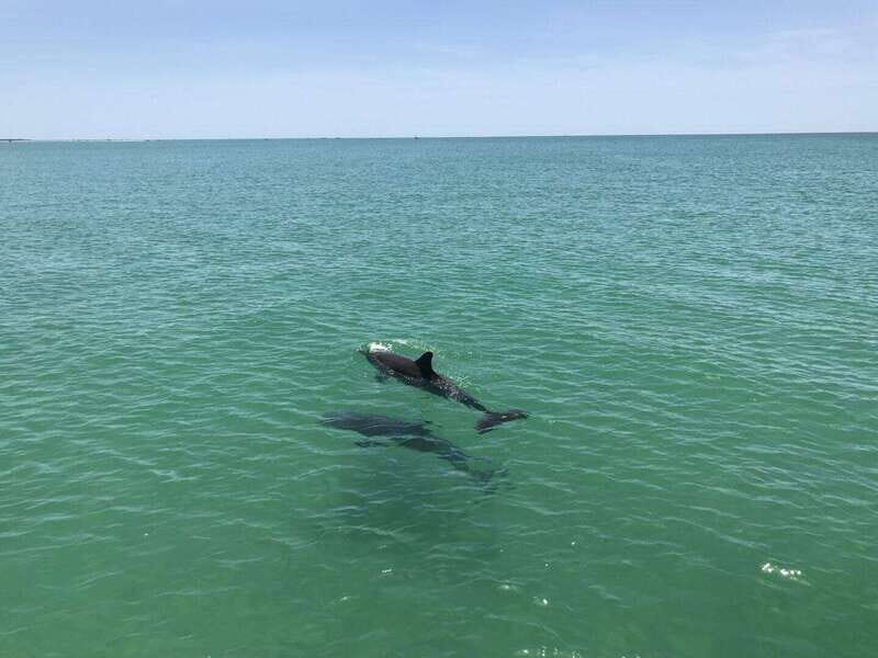 Tampa Bay: Dolphin Shelling Snorkeling Cruise