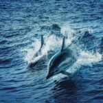 Taormina and Giardini Naxos: 2 Hour Dolphin Tour & Grotto - A Detailed Breakdown of the Tour Experience