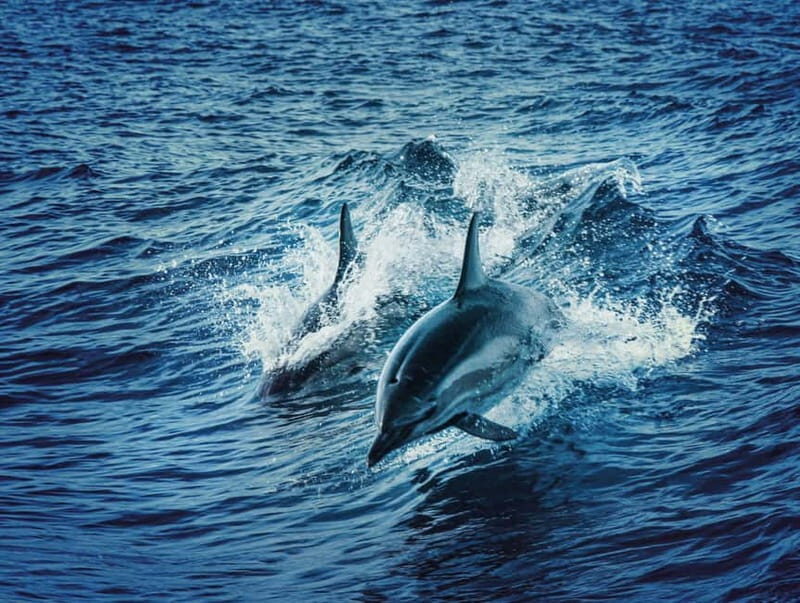 Taormina and Giardini Naxos: 2 Hour Dolphin Tour & Grotto - A Detailed Breakdown of the Tour Experience