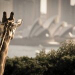 Taronga Zoo entry & Sydney Harbour 2-Day Hop On Hop Off Cruise - FAQs
